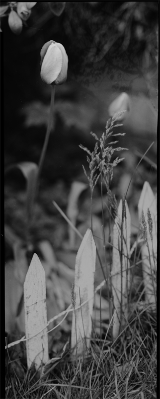 051008027-copytulip4102
